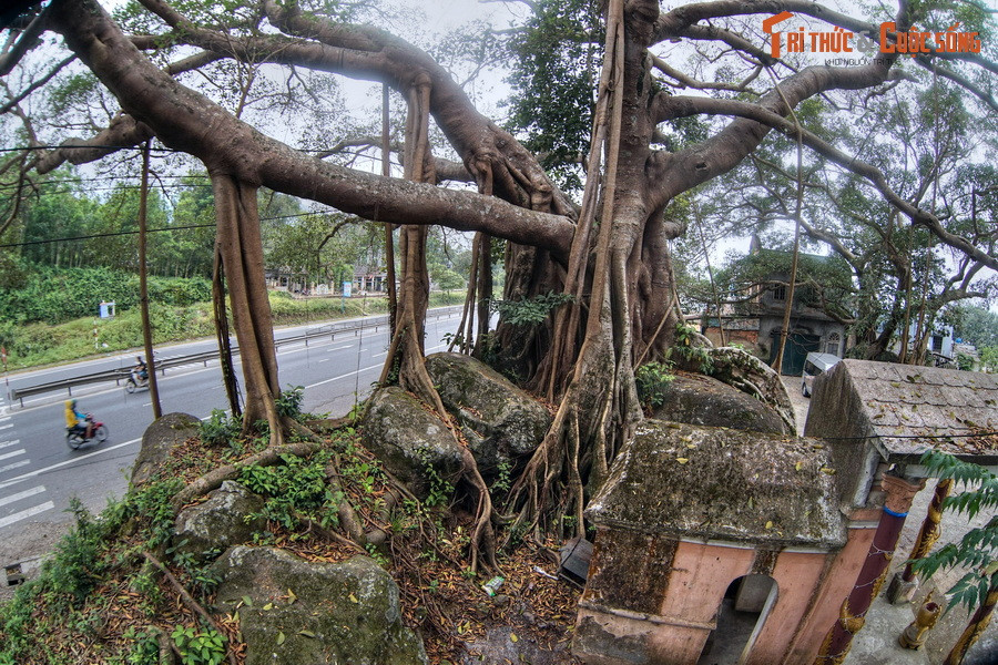 Ở km thứ 35 của hành trình, cây đa Đá Bạc hiện ra sừng sững bên đường. Cây đa này có tuổi đời 300 năm, đã được công nhận là Cây Di sản Việt Nam. Dưới gốc cây có miếu thờ Bà Thủy do ngư dân làng Đá Bạc lập 120 năm trước để cầu cho mưa thuận gió hòa, được mùa tôm cá.