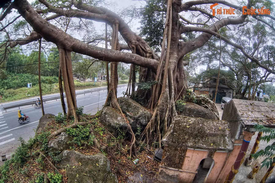 Ở km thứ 35 của hành trình, cây đa Đá Bạc hiện ra sừng sững bên đường. Cây đa này có tuổi đời 300 năm, đã được công nhận là Cây Di sản Việt Nam. Dưới gốc cây có miếu thờ Bà Thủy do ngư dân làng Đá Bạc lập 120 năm trước để cầu cho mưa thuận gió hòa, được mùa tôm cá.