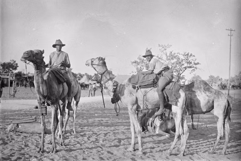 Lạc đà được sử dụng làm phương tiện chính trong quân đội cho đến cuối thế kỷ 18. Vai trò của chúng giảm dần theo sự phát triển của các phương tiện cơ giới. Ảnh: Warspot.