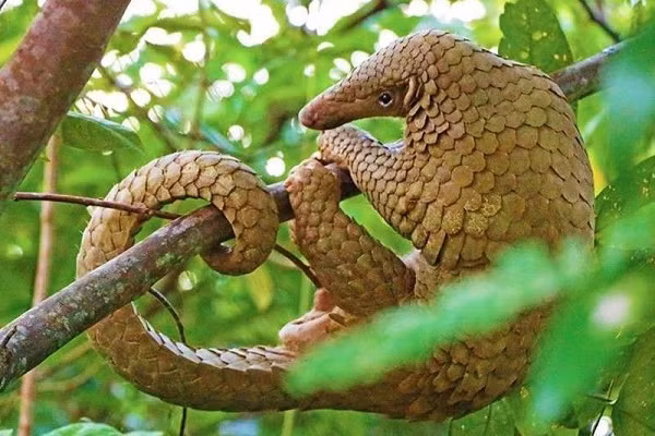 Lớp vảy dùng để bảo vệ sinh vật này khỏi nguy hiểm, chiếc đuôi sắc nhọn tấn công kẻ thù nếu cần thiết. Ngoài ra, trong một số trường hợp, tê tê vàng có thể trèo lên cây để trốn kẻ thù.