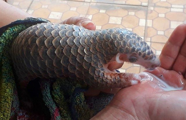 Đặc điểm nổi bật của loài sinh vật này là toàn thân được phủ một lớp vảy giống như vảy cá. Phần đầu của tê tê vàng nhỏ và nhọn, phần thân phình to hơn và có cái đuôi dài.