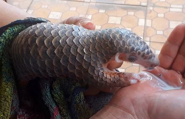 Đặc điểm nổi bật của loài sinh vật này là toàn thân được phủ một lớp vảy giống như vảy cá. Phần đầu của tê tê vàng nhỏ và nhọn, phần thân phình to hơn và có cái đuôi dài.