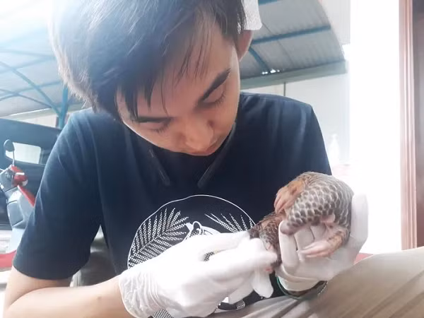 Qua giám định ban đầu, đây là cá thể tê tê vàng nguy cấp, quý hiếm và đang được pháp luật bảo vệ theo nhóm IB, thuộc danh mục được quy định tại Nghị định 06/2019/NĐ-CP ngày 22/1/2019 của Chính phủ.