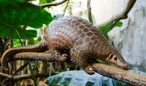 Theo ước tính của tạp chí Frontiers in Ecology &amp; the Environment, mỗi năm có khoảng 10.000 con tê tê vàng bị săn bắt và tiêu thụ.