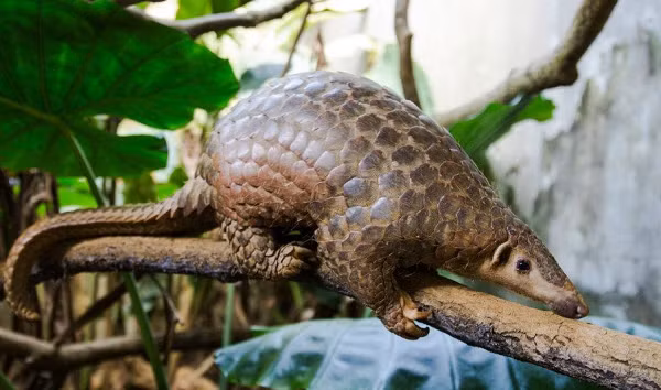 Theo ước tính của tạp chí Frontiers in Ecology &amp; the Environment, mỗi năm có khoảng 10.000 con tê tê vàng bị săn bắt và tiêu thụ.