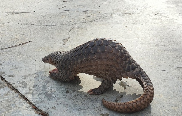 Tê tê không có răng, lưỡi rất dài (khoảng 25cm), khi trưởng thành chúng có bộ móng vuốt dài ở bàn chân.