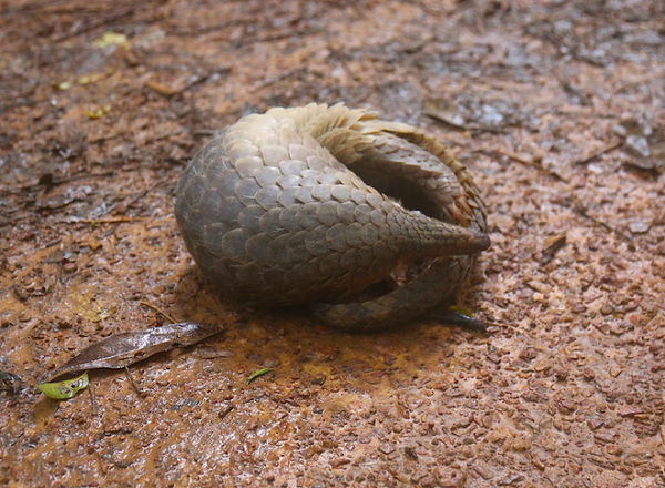 Tê tê vàng là một sinh vật khá kín đáo, di chuyển chậm và sống về đêm. Chúng sống ở trong hang và cuộn tròn khi ngủ vào ban ngày. Thức ăn chủ yếu của tê tê vàng là các loại côn trùng như kiến, mối và các loại côn trùng không sương sống như ong, dế,….