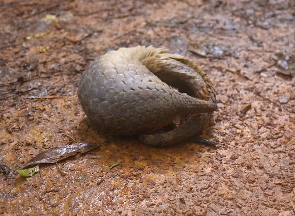Tê tê vàng là một sinh vật khá kín đáo, di chuyển chậm và sống về đêm. Chúng sống ở trong hang và cuộn tròn khi ngủ vào ban ngày. Thức ăn chủ yếu của tê tê vàng là các loại côn trùng như kiến, mối và các loại côn trùng không sương sống như ong, dế,….