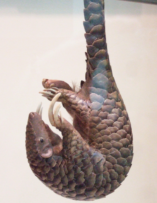 Với bộ móng vuốt dài, chúng có thể dễ dàng đào vào những tổ kiến và mối. Sau đó tuyến nước bọt sẽ tiết chất nhờn để lưỡi dính con mồi và đưa vào miệng.