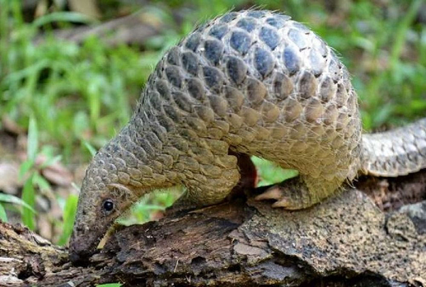 Tình trạng tê tê bị săn bắt trộm với số lượng lớn đã khiến cho số lượng của loài này giảm đi nhanh chóng trong vài thập kỷ qua. Cùng với tê tê đất, kỳ đà vân, rùa núi viền,… thì loài tê tê vàng cũng là một trong những loài động vật bị đe dọa và cần được bảo vệ.