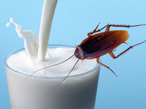 Không giống như các loại sữa khác, sữa gián được chiết xuất từ tinh thể protein có trong ruột gián. Đây chính là "sữa" mà gián dùng để nuôi con.