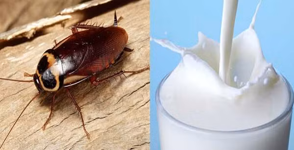 Các nhà khoa học đã phát hiện ra rằng sữa gián rất giàu protein, chất béo, carbohydrate và đường, là nguồn dinh dưỡng rất tốt cho trẻ nhỏ vì cung cấp dinh dưỡng cao gấp 3 lần sữa trâu và gấp 4 lần sữa bò.