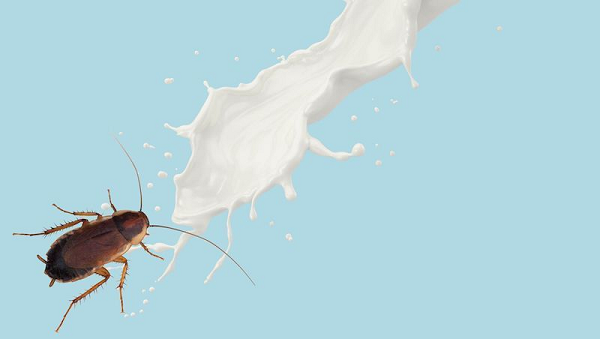 Đặc biệt hơn, Diploptera punctata là loài gián đẻ con - 1 hình thức sinh sản khá kỳ lạ ở côn trùng. Giống như động vật có vú, chúng dùng sữa mẹ nuôi con.