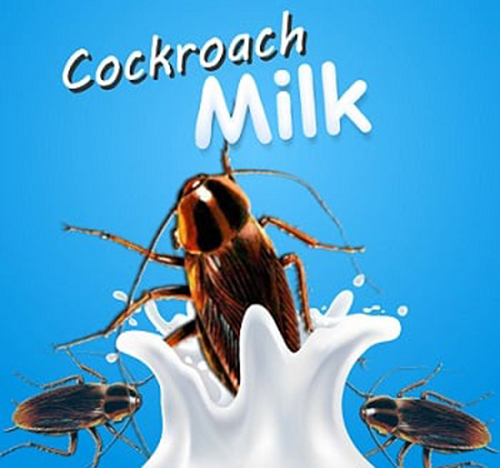 "Các tinh thể sữa này giống như 1 loại thực phẩm hoàn chỉnh. Chúng có chứa protein, chất béo, đường và cả các axit amin thiết yếu", một chuyên gia nghiên cứu cho biết.