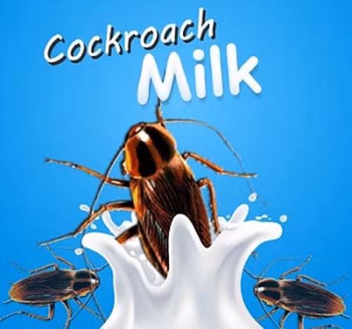 "Các tinh thể sữa này giống như 1 loại thực phẩm hoàn chỉnh. Chúng có chứa protein, chất béo, đường và cả các axit amin thiết yếu", một chuyên gia nghiên cứu cho biết.