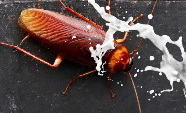 Tuy nhiên, việc "vắt" sữa gián lại là một công việc hoàn toàn không dễ dàng. Vì các tinh thể sữa gián được chiết xuất từ ruột gián nên chúng ta không thể vắt như sữa bò.