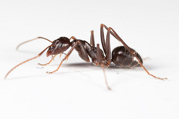 Theo các phân tích có được, có thể thấy loài kiến đặc biệt này biết cách tạo ra một lớp sáp bao phủ bề mặt để bẫy những con mồi. Sau đó, những nạn nhân của loài kiến này sẽ được cố định bởi một loại axit có kết dính rất bền.