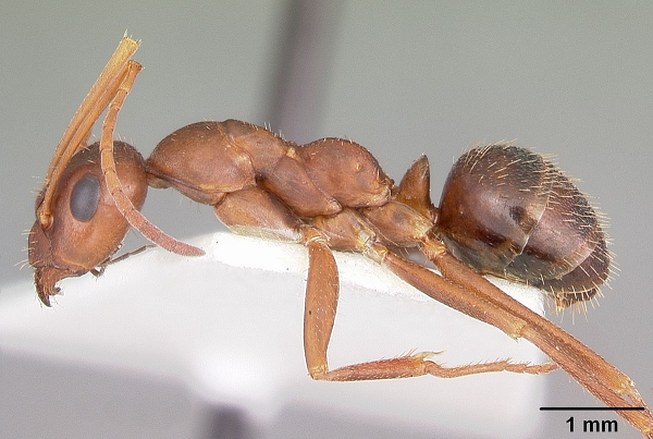 Các nhà khoa học vẫn đang tiếp tục nghiên cứu và cho rằng nên cho loài kiến Formica archboldi đặc biệt vào danh sách các loài sinh vật kì lạ ở Florida.