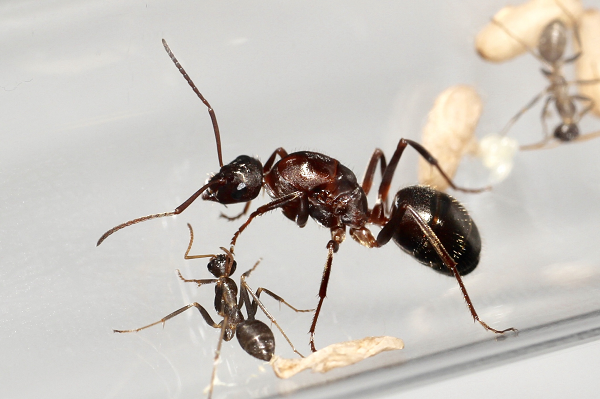 Kiến Formica arboldi thường làm tổ gần thân cây, đá, vỉa hè, hàng rào hoặc móng nhà. Đa số các loài kiến này thường đùn đất lên tạo thành ụ khi chúng đào xới bên dưới.