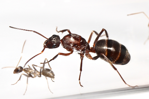 "Hành vi đặc biệt của kiến Formica archboldi chính là nguyên nhân dẫn đến sự xuất hiện của đầu các loài kiến khác đã được bẫy thành các vật trang trí”, nghiên cứu của các nhà khoa học cho biết.