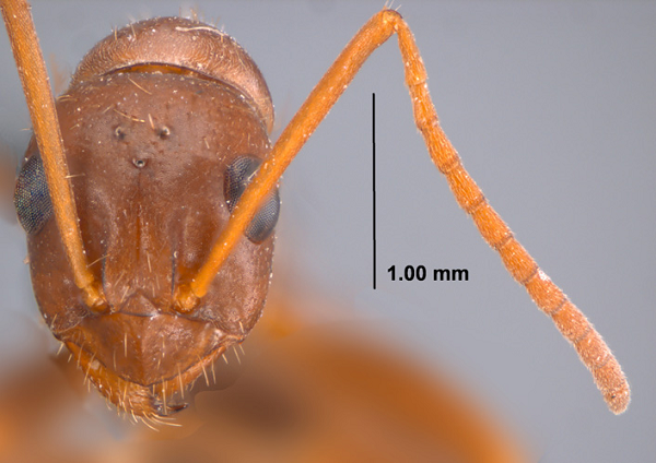 Giới khoa học rất bất ngờ về tập tính cắt đầu con kiến to hơn để làm vật trang trí quanh tổ, biết dùng chất dịch trên cơ thể đối phương để thu hút thêm những nạn nhân khác tìm đến.