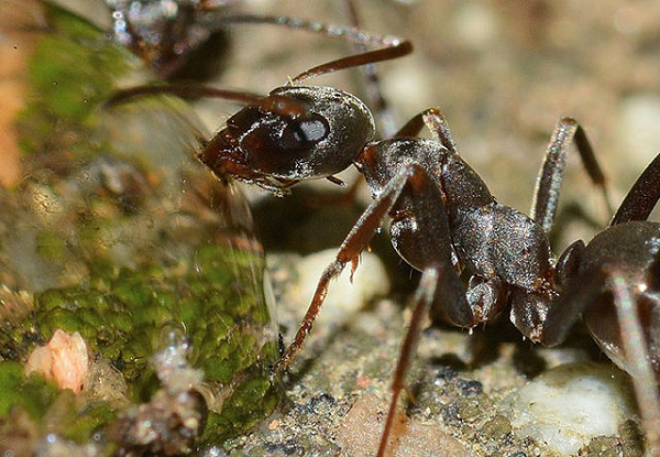 Những con kiến Formica arboldi có sở thích thu thập hộp sọ và đặc biệt thích ăn thịt kiến bẫy hàm. Kiến bẫy hàm hay kiến tên lửa là một chi kiến có nguồn gốc ở Nam Mỹ. Chúng được đặt tên là kiến bẫy hàm vì hàm dưới thuộc phần miệng của chúng có khả năng mở 180 độ giống như một cái bẫy.