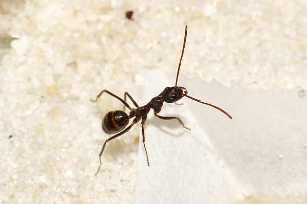 Bên cạnh đó, loài kiến này không cắn nhưng chúng có thể đốt và một số còn phun ra axit formic có thể gây đau đớn.