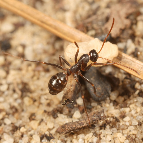 Xu hướng trang trí tổ kiến kì dị này lần đầu được ghi nhận từ những năm 1950. Giáo sư Adrian Smith, chuyên gia về kiến, đặt mục tiêu giải mã bí ẩn về “một trong những loài kiến có hành vi kỳ lạ nhất từ trước đến nay”.