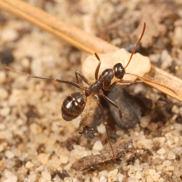 Xu hướng trang trí tổ kiến kì dị này lần đầu được ghi nhận từ những năm 1950. Giáo sư Adrian Smith, chuyên gia về kiến, đặt mục tiêu giải mã bí ẩn về “một trong những loài kiến có hành vi kỳ lạ nhất từ trước đến nay”.
