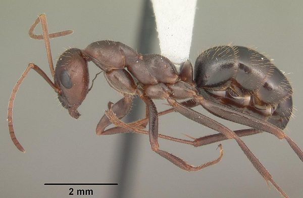 “Rất hiếm có loài kiến nào biết đánh lừa đối phương bằng chính chất hóa học của con mồi đó, trong khi chúng hoàn toàn không phải là sinh vật ký sinh”.