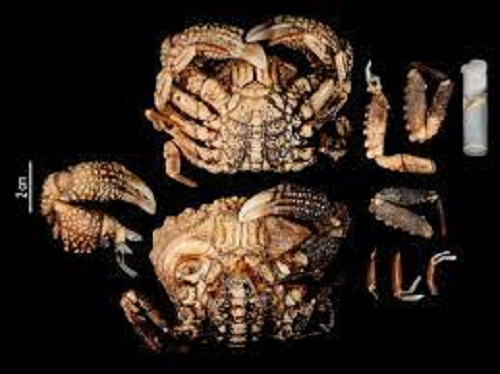 Độc tố TTX ở loài cua này đặc biệt nguy hiểm khi có tính bền nhiệt, bền a xít nên không bị phân hủy ở nhiệt độ cao khi nấu chín. Thậm chí, độc tố có thể tồn tại cả trong các sản phẩm đã được chế biến (không loại bỏ chất độc), thậm chí kể cả sản phẩm cấp đông, đóng hộp.