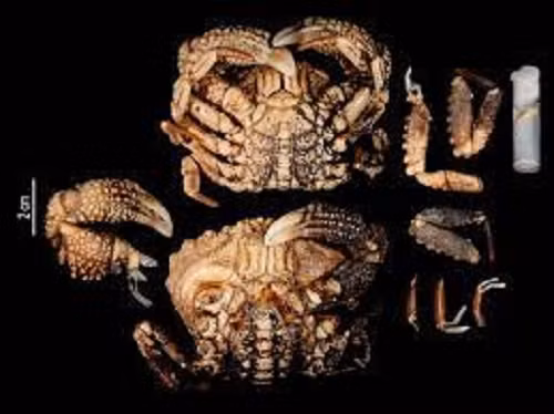 Độc tố TTX ở loài cua này đặc biệt nguy hiểm khi có tính bền nhiệt, bền a xít nên không bị phân hủy ở nhiệt độ cao khi nấu chín. Thậm chí, độc tố có thể tồn tại cả trong các sản phẩm đã được chế biến (không loại bỏ chất độc), thậm chí kể cả sản phẩm cấp đông, đóng hộp.