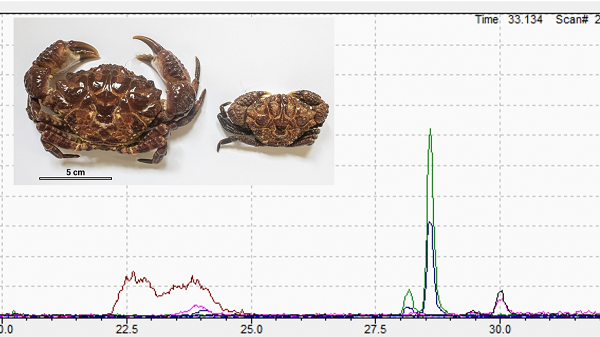 Khi con người vô tình ăn phải loài cua có chưa độc tố này, sẽ xuất hiện những triệu chứng như tê lưỡi, tê môi, chóng mặt, đau đầu, đau thắt vùng bụng, buồn nôn, nôn, nói khó, nuốt khó, mất cân bằng vận động... sau 30 phút ăn.