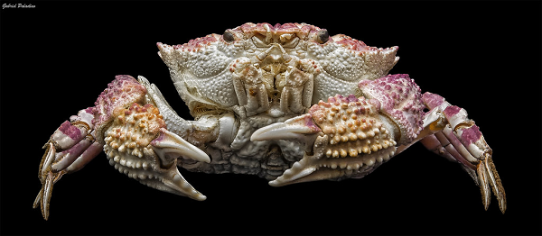 Có gần 300 loài cua quạt sống ở biển, trong đó, một số loài cua chứa độc tố saxitoxin hoặc tetrodotoxin. Đây là 2 độc tố gây ngộ độc tử vong cho người nếu ăn phải.