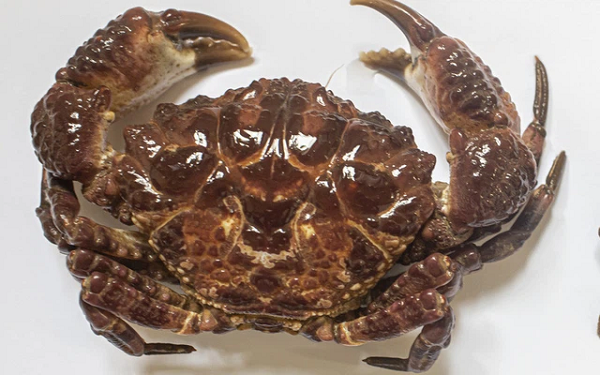 Cua quạt là loài giáp xác biển, sống đáy, thường gặp trong các rạn san hô tại vùng biển nhiệt đới Ấn Độ Dương - Thái Bình Dương.