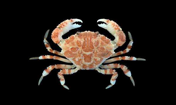 Bên cạnh đó, người dân cần cẩn trọng hơn khi sử dụng và chế biến các loại hải sản, động vật lạ. Trước đó, loài cua này đã gây ra nhiều vụ ngộ độc tử vong tại một số quốc gia trong khu vực như Philippines, Đài Loan, Indonesia,…