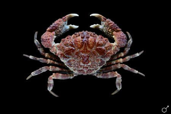 Sau khi phân tích hai mẫu vật cua thu được do Trung tâm Chống độc, Bệnh viện Bạch Mai, Hà Nội cung cấp, Viện Hải dương học xác định đây là loài cua Quạt có tên khoa học là Demania reynaudii thuộc họ Xanthidae (cua rạn Xanthid).