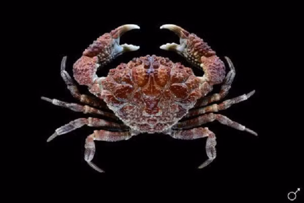 Sau khi phân tích hai mẫu vật cua thu được do Trung tâm Chống độc, Bệnh viện Bạch Mai, Hà Nội cung cấp, Viện Hải dương học xác định đây là loài cua Quạt có tên khoa học là Demania reynaudii thuộc họ Xanthidae (cua rạn Xanthid).