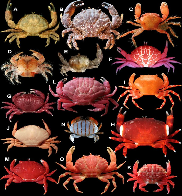 Thậm chí, trong trường hợp ăn quá nhiều, nạn nhân có thể bị co giật, sùi bọt mép, hôn mê và dẫn đến tử vong.