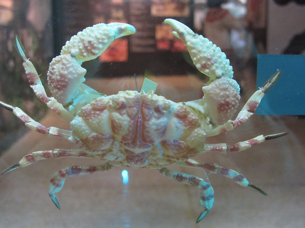 Độc tố TTX gây ức chế trao đổi ion natri trên màng tế bào thần kinh cơ, làm ngưng quá trình truyền dẫn tín hiệu thần kinh. Từ đó gây ngộ độc, ảnh hưởng xấu đến hệ thần kinh trung ương của con người.