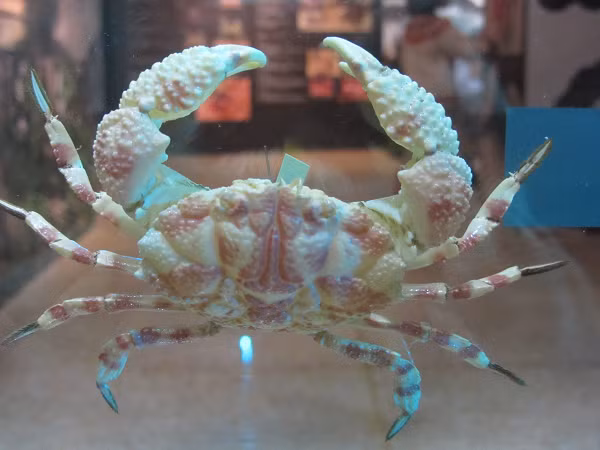 Độc tố TTX gây ức chế trao đổi ion natri trên màng tế bào thần kinh cơ, làm ngưng quá trình truyền dẫn tín hiệu thần kinh. Từ đó gây ngộ độc, ảnh hưởng xấu đến hệ thần kinh trung ương của con người.