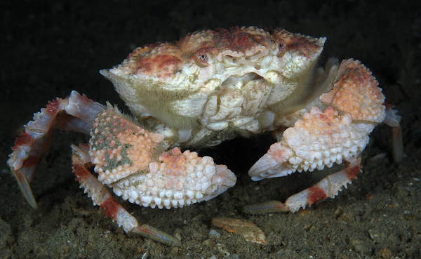 Khi gặp phải người bị ngộ độc do ăn cua có chứa độc tố, cần nhanh chóng đưa bệnh nhân đi cấp cứu ở các cơ sở y tế gần nhất, không thực hiện các biện pháp tự cứu chữa tại nhà.