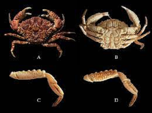 Với hàm lượng độc tố tetrodotoxin (TTX) và dẫn suất Anhydro-TTX có trong mẫu cua ở Thanh Hóa, chỉ cần ăn 2 con (khoảng 50-60 g/con) đã có thể gây tử vong cho một người trưởng thành.