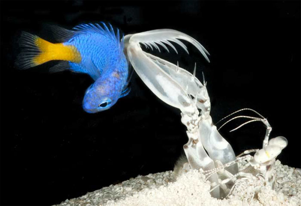 Đối với tôm búa, đôi mắt chính là cơ quan xử lý thông tin thị giác, không phải bộ não.