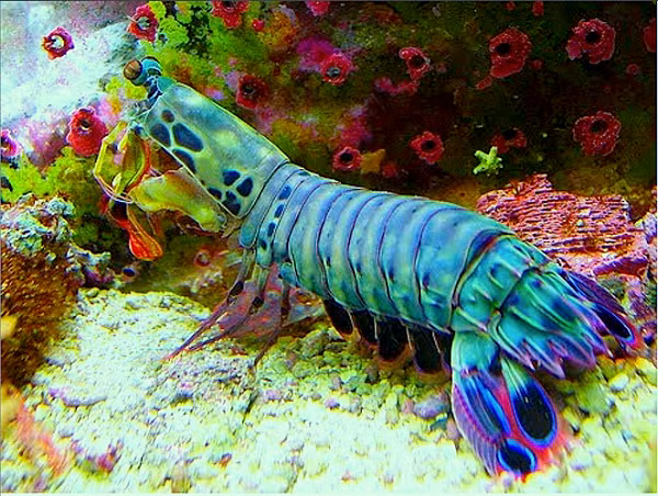 Tầm nhìn một màu của tôm búa giúp chúng tiết kiệm năng lượng khi sinh sống trong thế giới đầy cạnh tranh ở các rạn san hô.