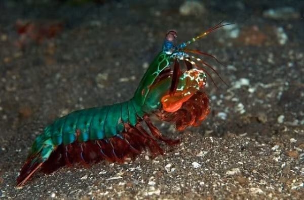 Các nhà khoa học còn phát hiện ra một điều đáng kinh ngạc đó là tôm búa có một lớp phủ hạt nano đặc biệt chống va đập cho phép hấp thụ và tiêu tán năng lượng.