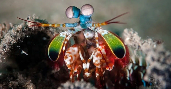 Vũ khí lợi hại nhất của tôm búa là chiếc càng có hình dạng giống như chùy của chúng. Khi xác định được con mồi, chúng tấn công bằng cách bung càng thật nhanh và mạnh.