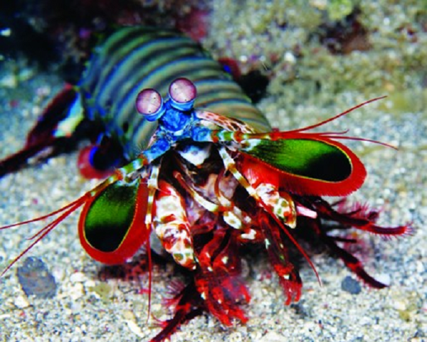  Tôm búa (Stomatopoda) - hay tôm tít, tôm tích, tôm thuyền - là nhóm động vật giáp xác bao gồm hơn 400 loài thuộc bộ Tôm chân miệng.