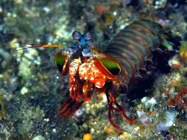 Vì bung càng quá nhanh, tôm búa tạo ra những bong bóng khí trong khoảng không gian giữa càng và mục tiêu. Khi các bong bóng vỡ, chúng tạo nên một lực khá mạnh.