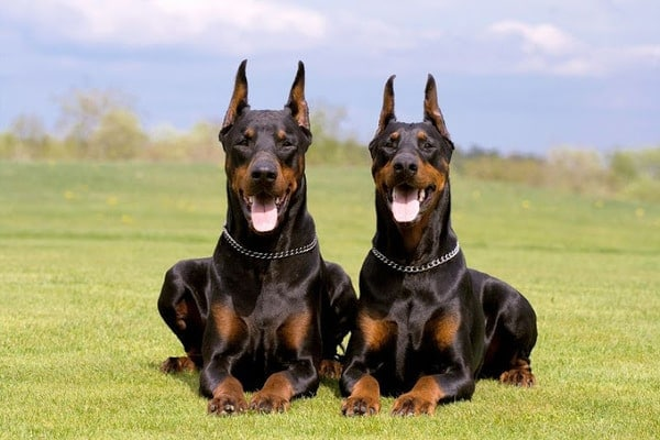 Chó Doberman Pinschers rất nhạy cảm, và có thể nổi tính khí hung hăng bất cứ khi nào cảm thấy có điều nguy hiểm xảy ra với chủ nhân, gia đình hoặc khi nhận lệnh tấn công người từ chủ nhân hoặc người huấn luyện. Loài này cũng được đánh giá là giống chó thông minh và vâng lời bậc nhất.